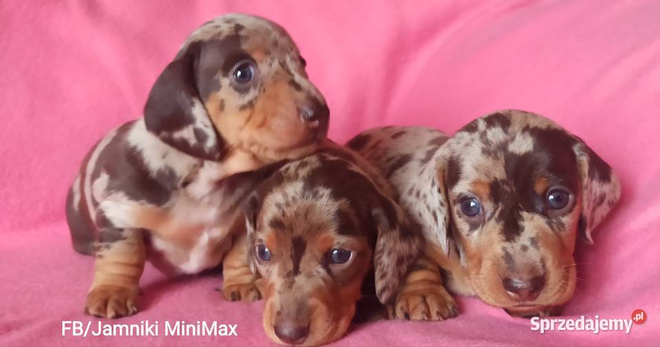 Jamniki krótkowłose króliczeminiaturowe FCI Kraków sprzedam