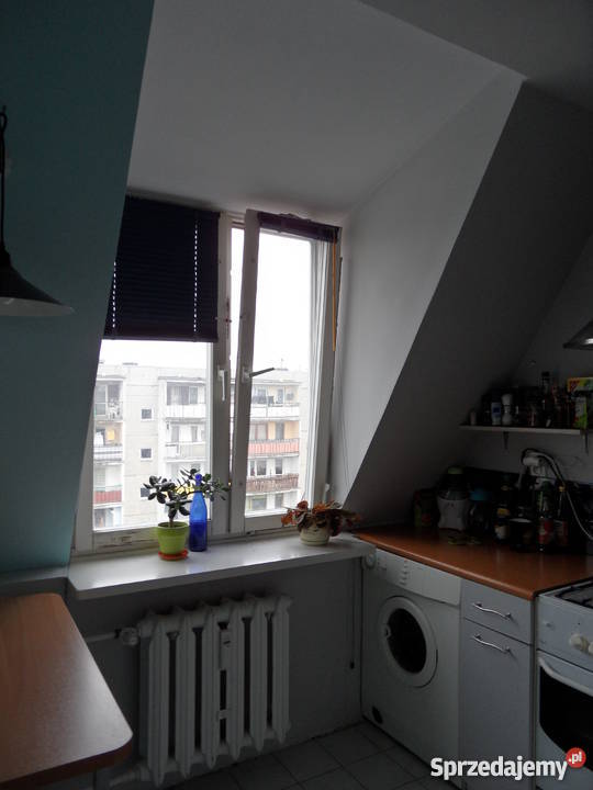 Bugaj Wajsówny BEZPOŚREDNIO Pabianice