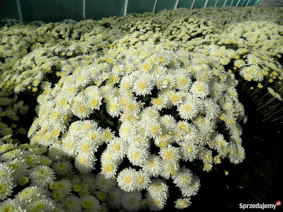 Sprzedam CHRYZANTEMY Gierlachów