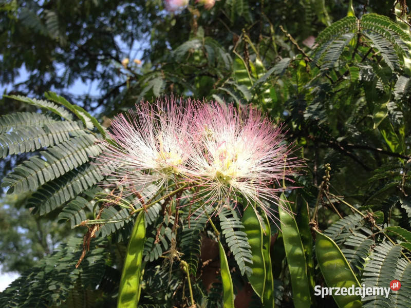 ALBICJA CHIŃSKA Albizia chinensis NASIONA 100g Lubanie