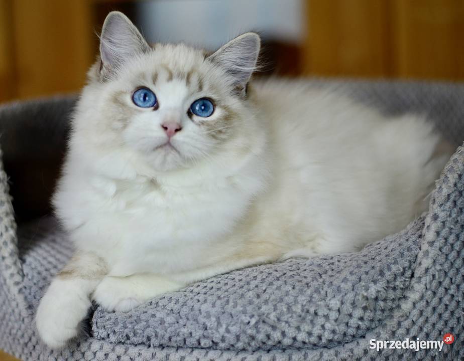 Kotka rasy RAGDOLL Starogard Gdański