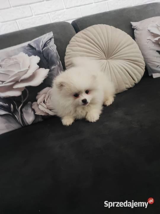 Pomeraniany suczki Bolesławiec
