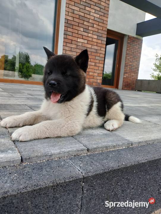 Szczeniaki Akita Amerykańska Śmigiel
