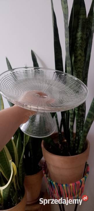 Owocarka hortensja Częstochowa sprzedam