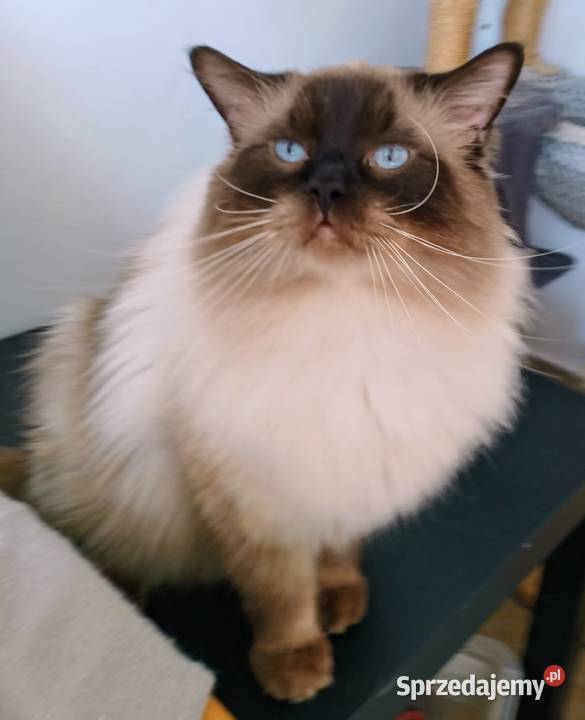 Piękne kocięta Ragdoll z rodowodem i wyprawką Łódź