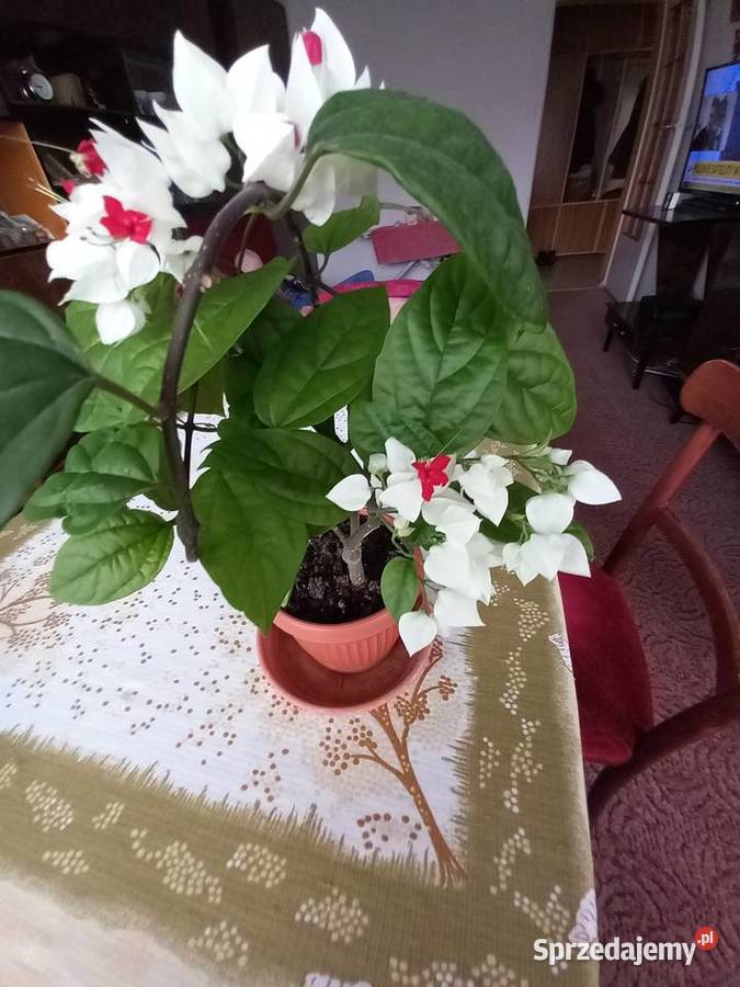 Szczęślin roślina kwitnąca Sosnowiec