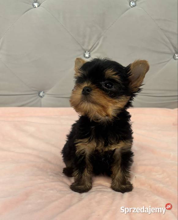 Yorkshire terrier mini Gorzów Wielkopolski