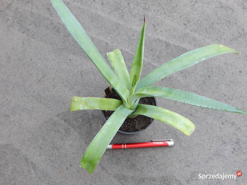 Żadka agawa kolekcjonerska z Meksyku Agave aurea Kraków