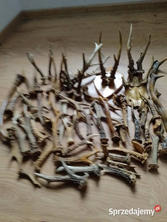 Porostki kozła Księginice Wielkie