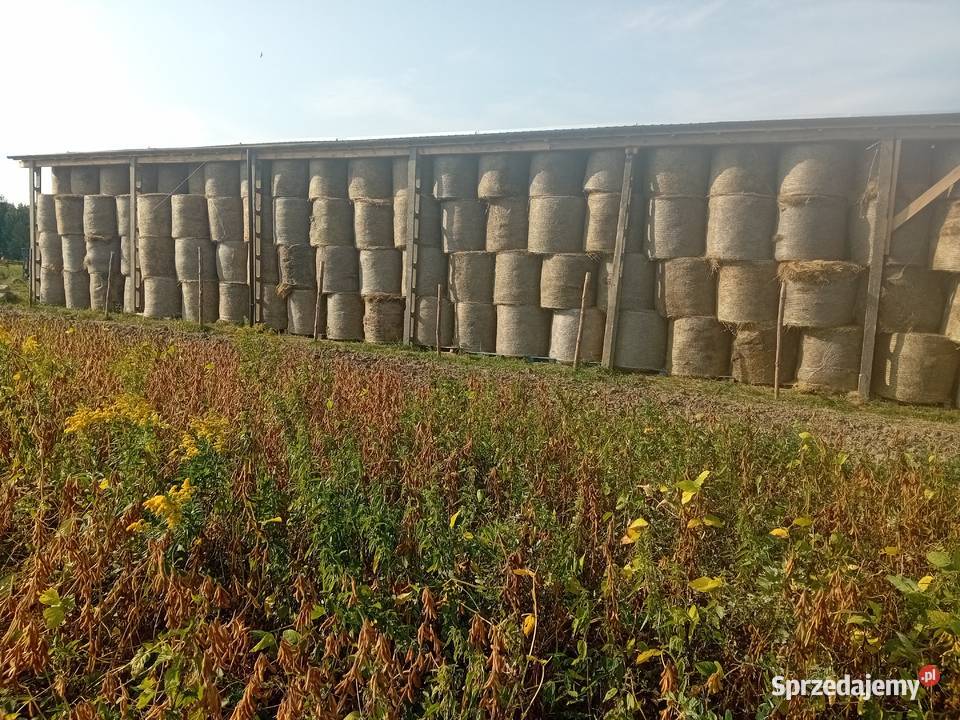 siano zbiór 2025 podkarpackie Dynów