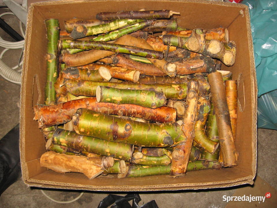 Drzewo drewno z wiśni wiśniowe do wędzenia Warszawa