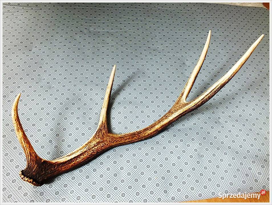 Duże poroże jelenia waga 1300g długość 64 Stan lubuskie Żary