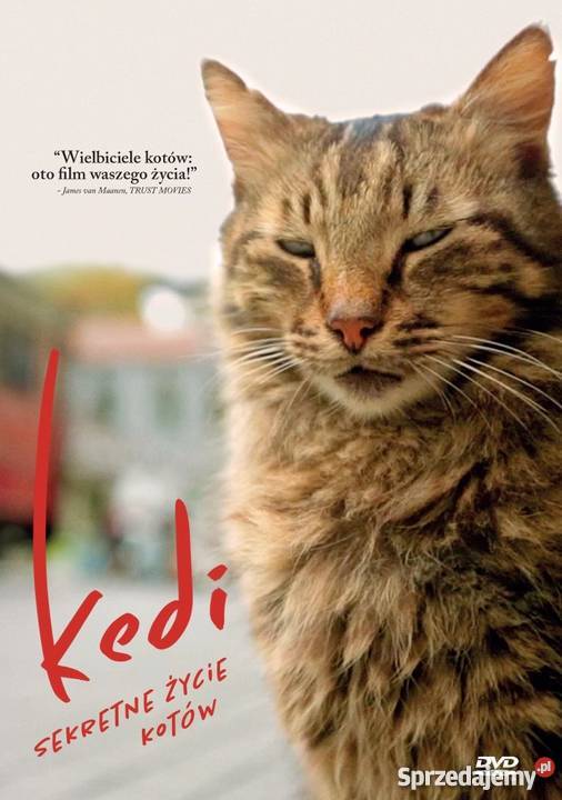 KEDI Sekretne życie kotówNowy DVD lubuskie Gorzów Wielkopolski