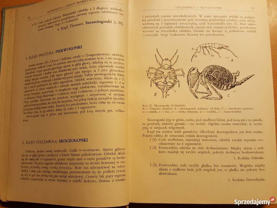 KSIĄŻKA Klucz do oznaczania owadów N Złotniki sprzedam