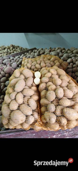 Sprzedam ziemniaki odmiany Denara i Bellarossa Warzywa i owoce Łozina sprzedam
