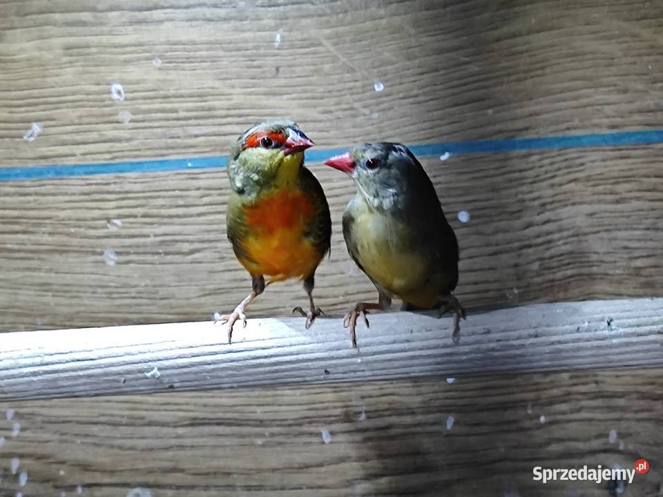 Bengalik złotobrzuchy para 2025 astryld Astryldy małopolskie Myślenice