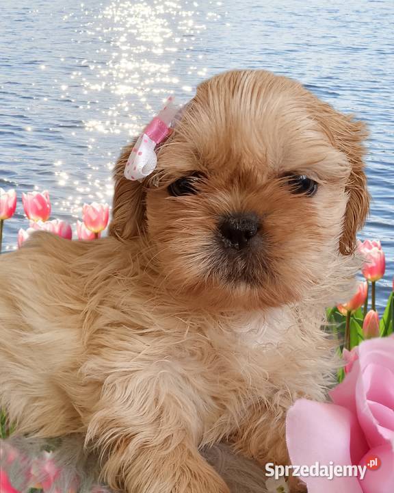 Do odbioru śliczna suczka rasy ShihTzu Syców sprzedam