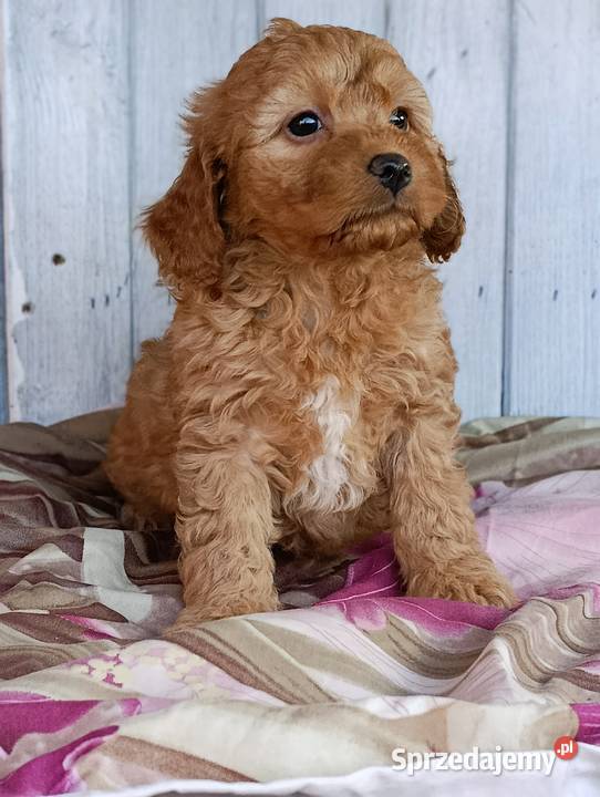 Cavapoo szczenięta Krapkowice