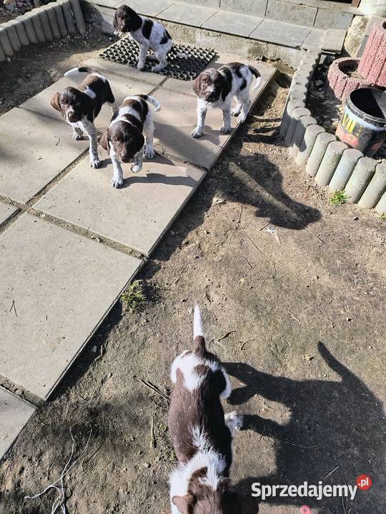 wyżeł niemiecki szorstkowłosy szczeniaki Mielec sprzedam