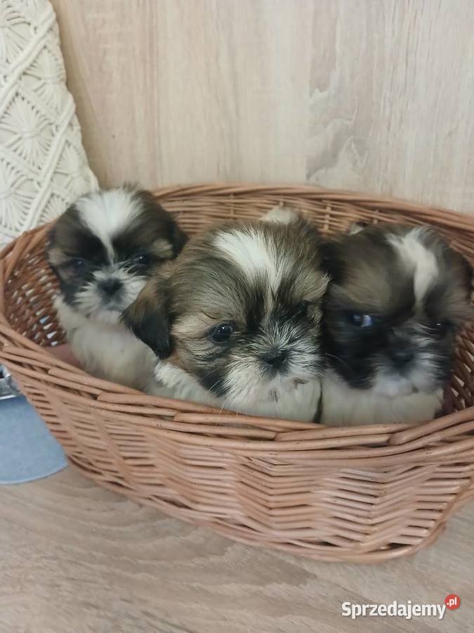 Shih tzu sliczny chłopczyk Katowice