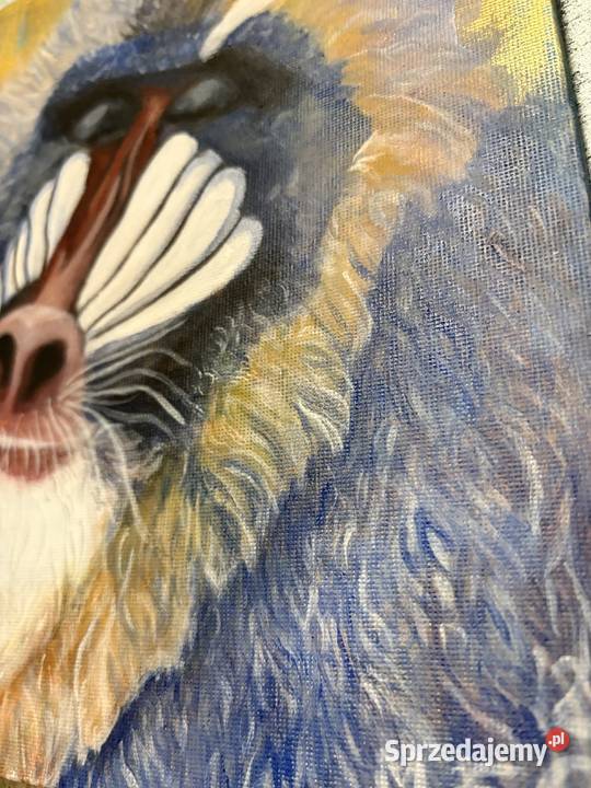 Zamyślony mandryl małpa dolnośląskie Duszniki-Zdrój