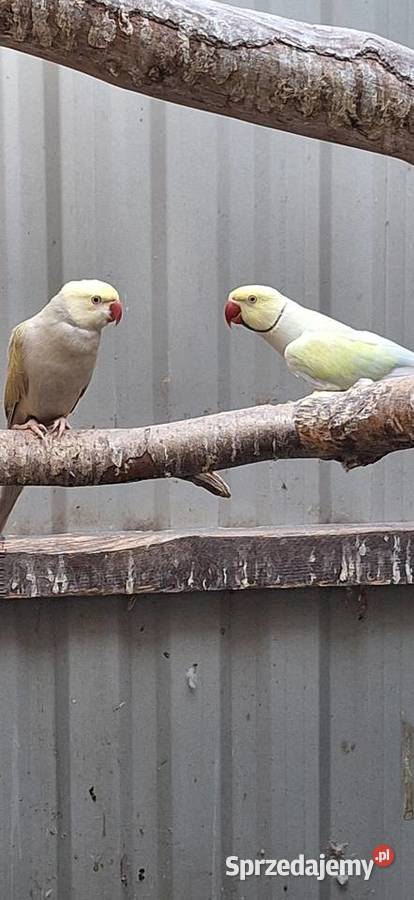 Aleksandretty Obrożne Łańcut