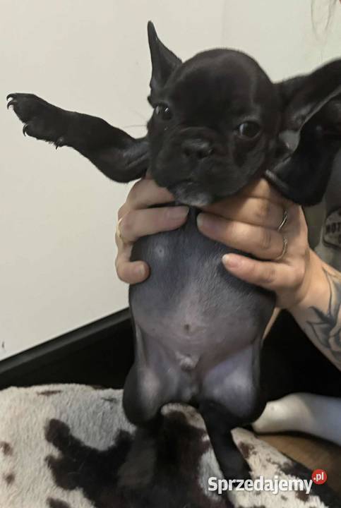 Buldog francuski szczeniaki buldoga francuskiego Sierzchów