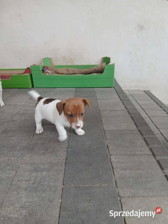 Jack Russell Terrier suczka Grabów