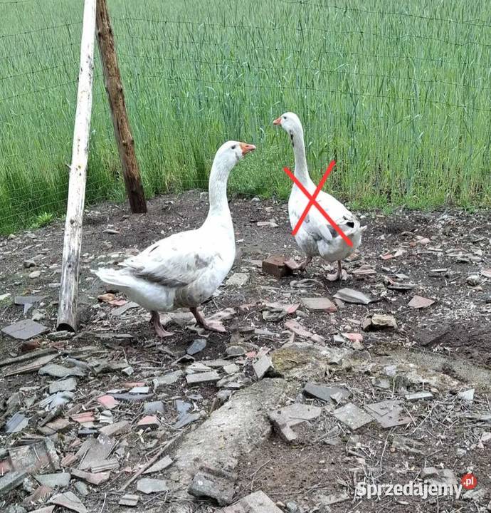 Sprzedam koguta kaczkę kaczory gąsiora Boruja Kościelna sprzedam