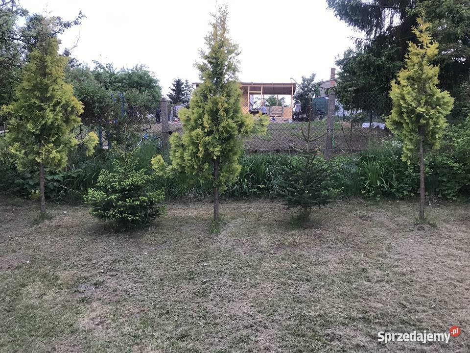 Ogródek działkowy ROD im Henryka Sikorskiego sprzedam