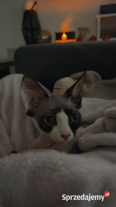 Piękna kotka sfinks do odbioru łódzkie Łódź