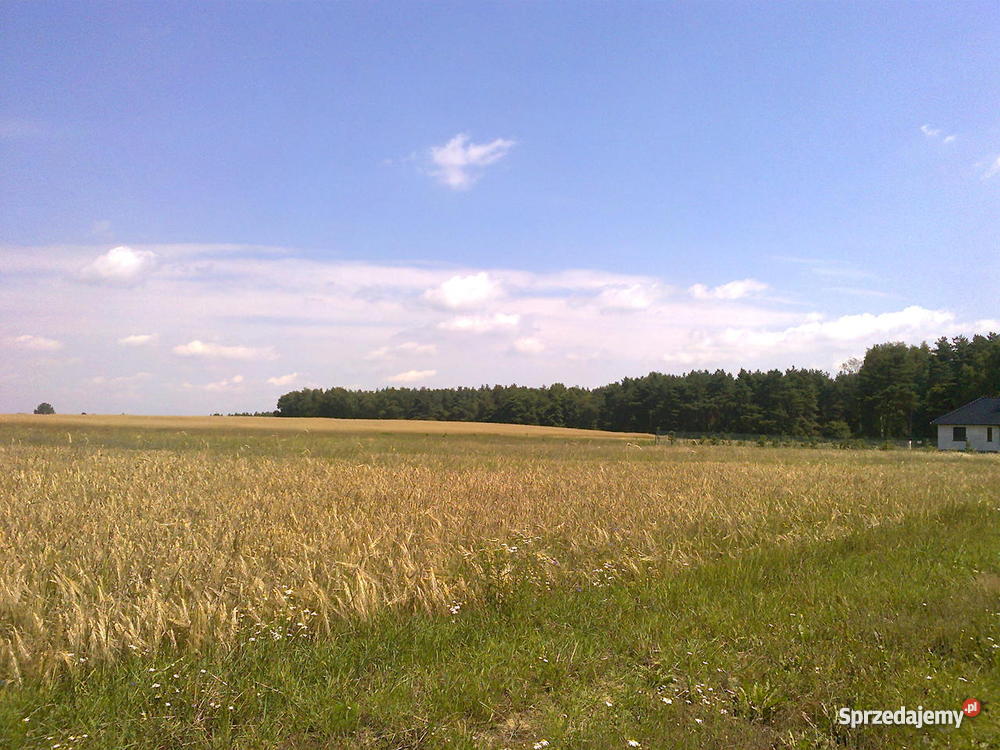 osiedle lesie Ceradz Dolny