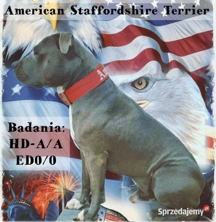 Amstaff suczka American Staffordshire Terrier Zwierzęta Wolsztyn