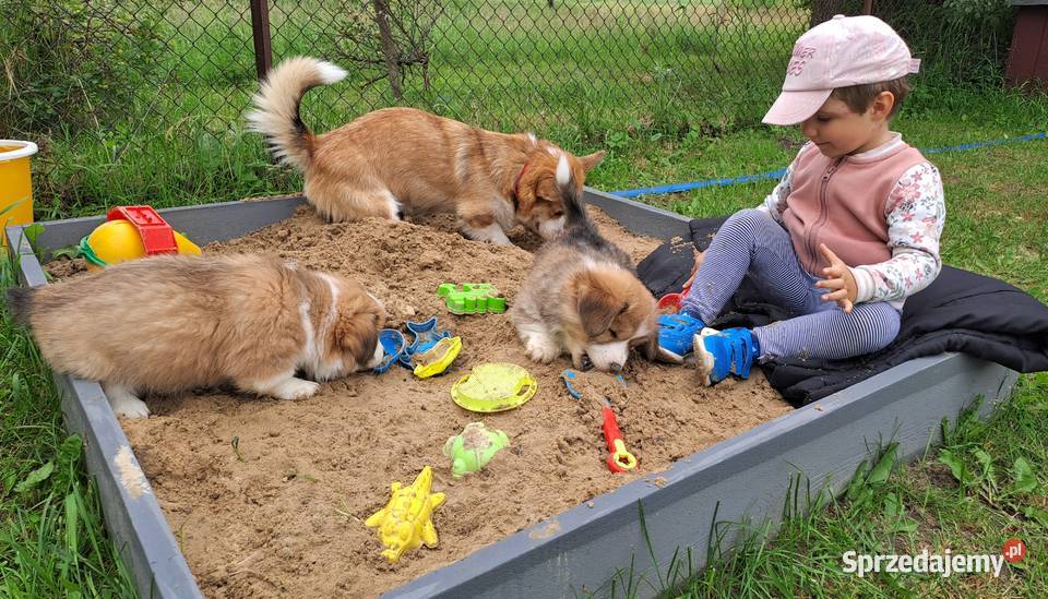 Welsh Corgi Pembroke szczenięta sprzedam