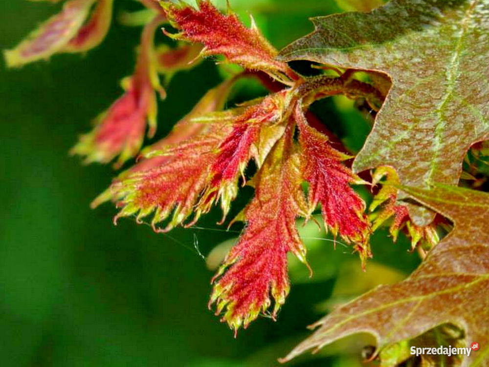 Dąb czerwony Quercus rubra drzewa 34 m wysobwód