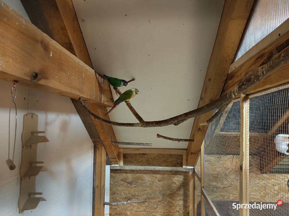 Papugi rudosterki nify swiergoty Łubianka