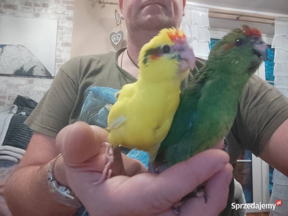 Ręcznie karmione papużki Modrolotki sprzedam Zgierz