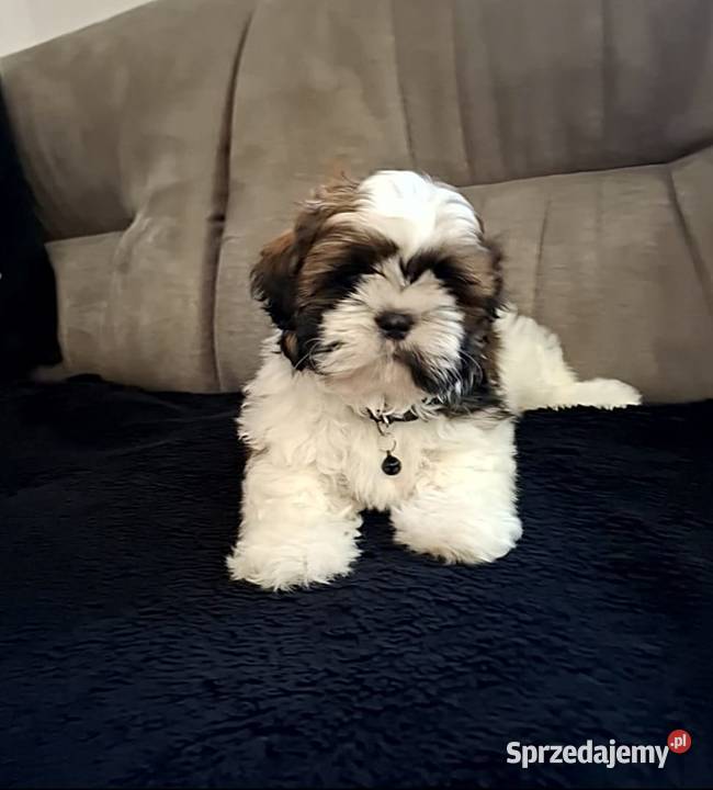 Szczeniak Shih Tzu Piesek Baszyny sprzedam