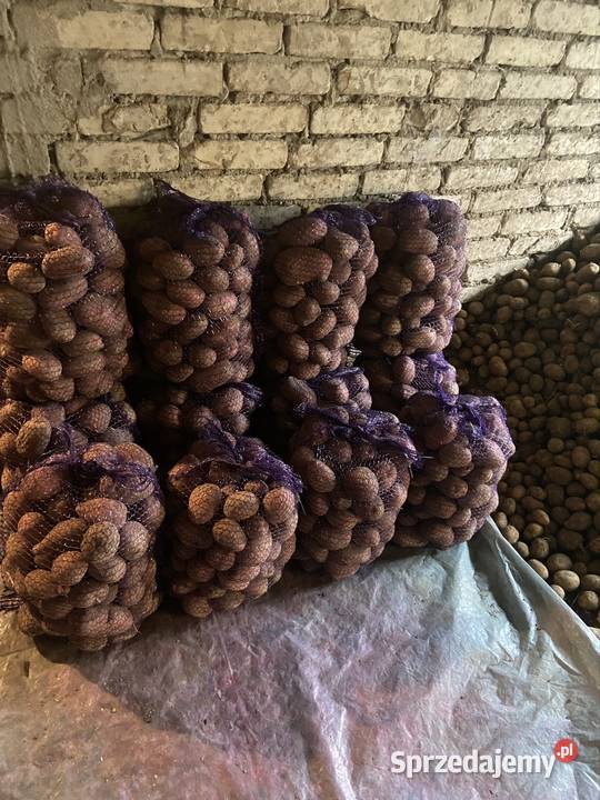 Ziemniaki Jadalne Bellarosa