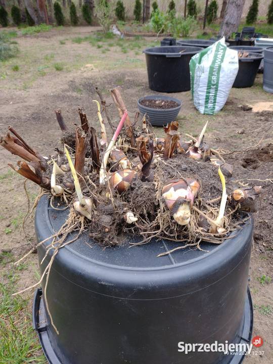 Kanna czerwona Komornica