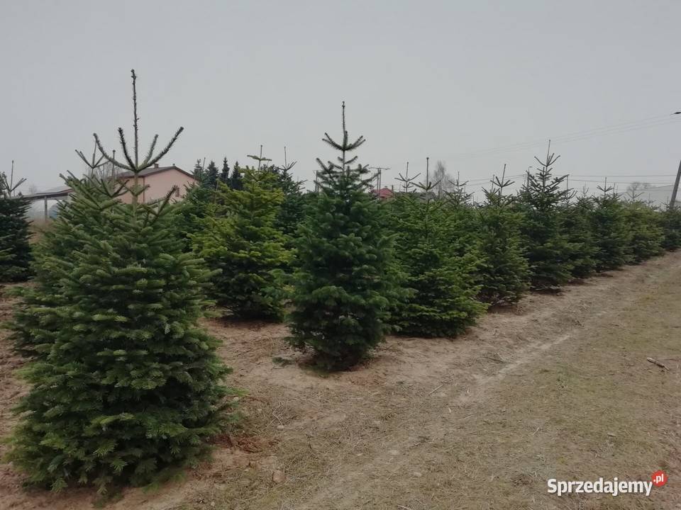 CHOINKI CHOINKA ŚWIERK JODŁA KAUKASKA 30 Rydzyny