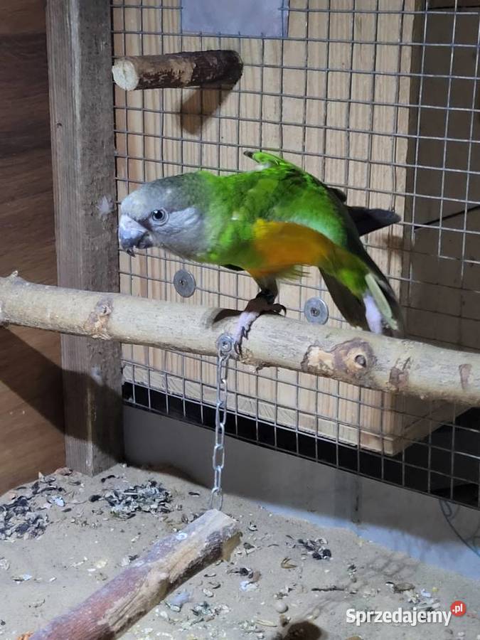 Afrykanka żółtobrzucha senegalka 2023r samica Ulanica sprzedam