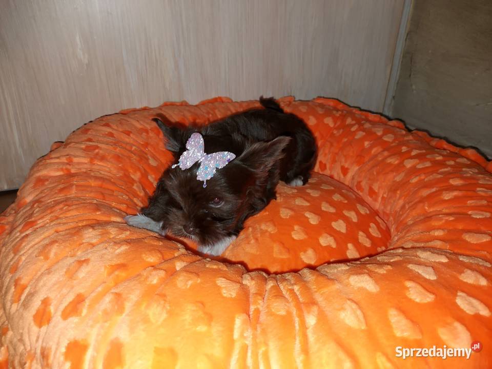 York Yorkshire Terrier Chocolate Suczka pomorskie Rumia sprzedam