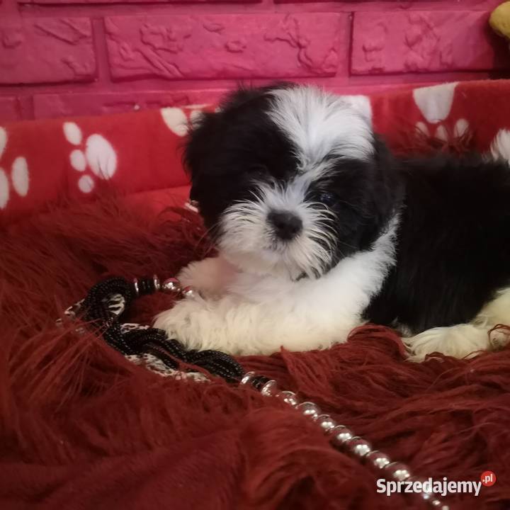 SHIH TZU SUCZKA Szczeniaczek Biało czarna