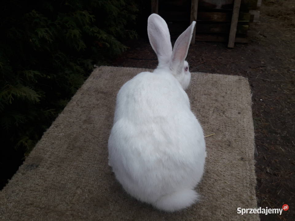 króliki termondzkie rodowód wysyłka Bielsk Podlaski sprzedam