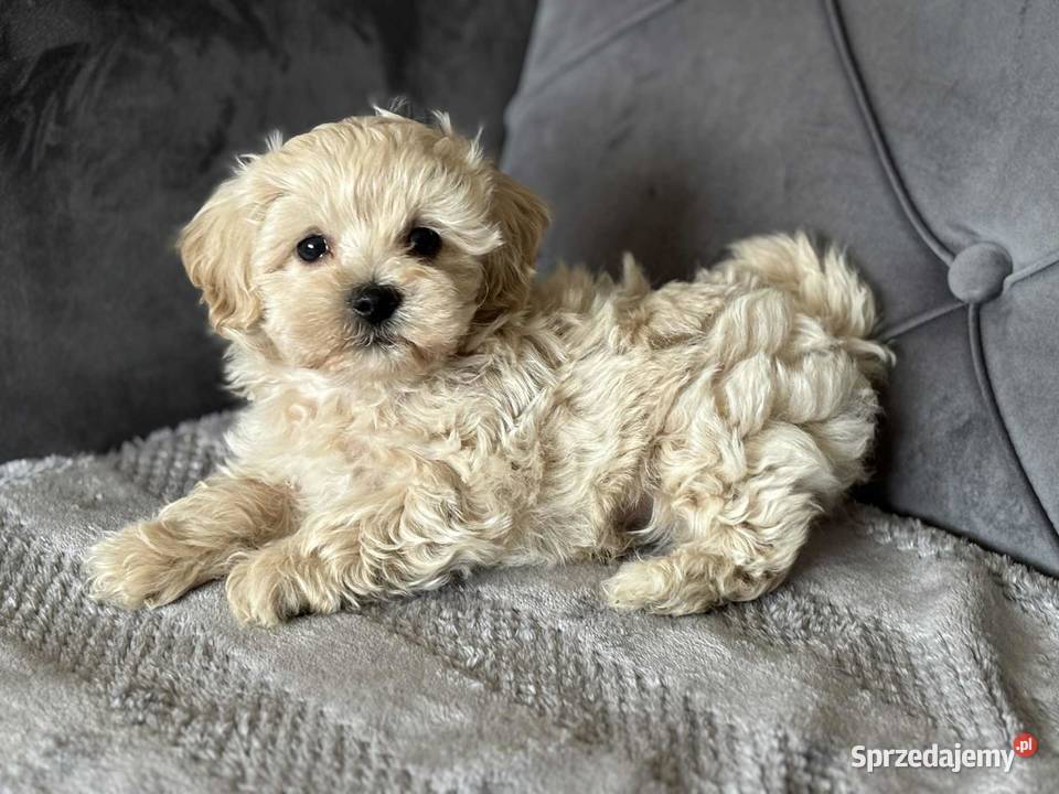 Szczeniaki rasy Maltipoo 8 tyg Kielce