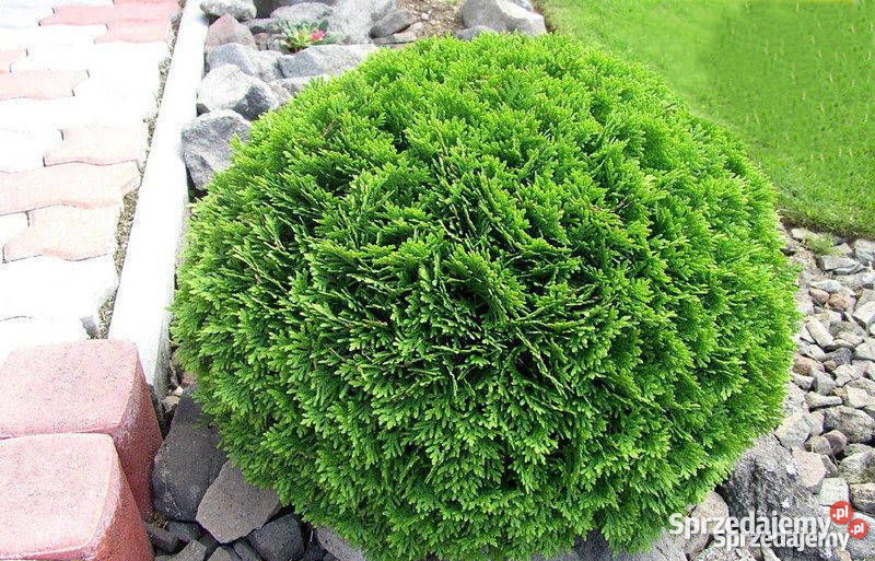 Świerk Koster Hoopsii niebieski szczepiony Rydzyny