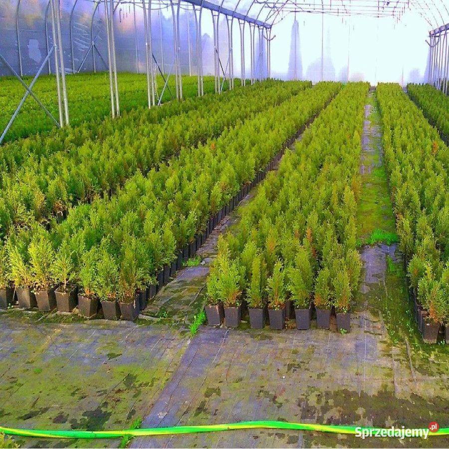 Tuja szmaragd 3050 Thuja smaragd 3050 Okazja Skrzyszów