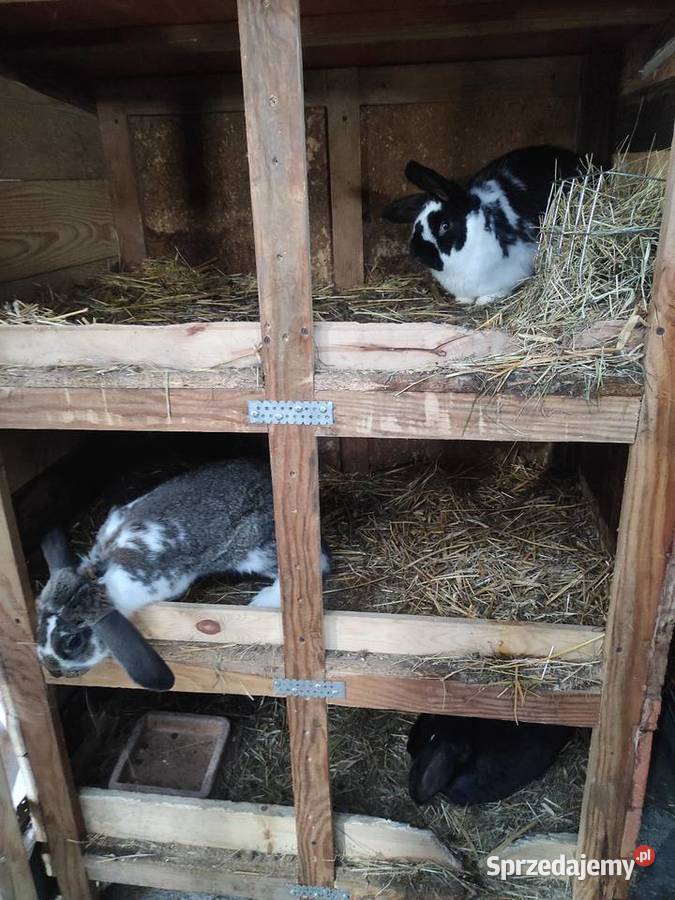 Króliki hodowlane samice sprzedam