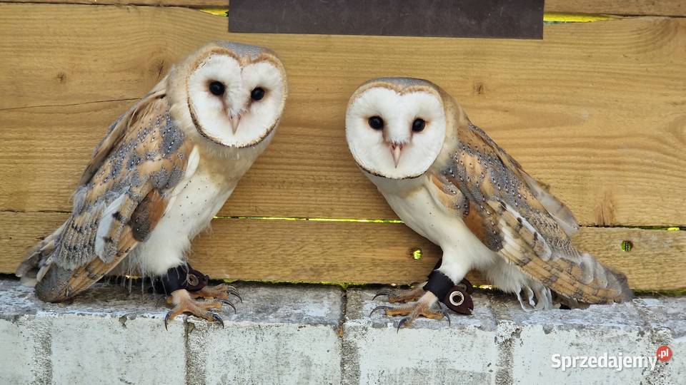Sowa sowy płomykówki Tyto alba młode Wrocław sprzedam